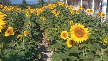 Η Αυλή - Foto 2