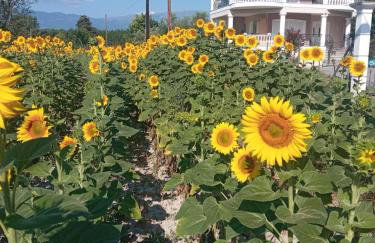 Η Αυλή - Photo 2