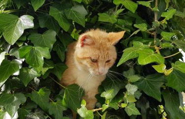 Etna, salvia e rosmarino - Foto 16