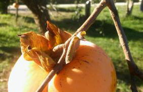 Agriturismo il Bacucco - Foto 39