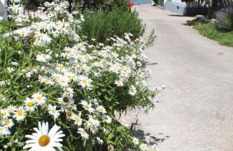 Apartments Kampor Damira - Foto 32