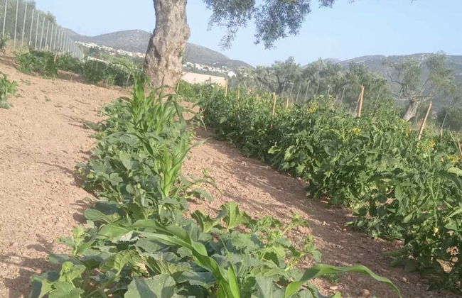 Ecological Studio Flat in Kalyvia Thorikou, Greece - Foto 34