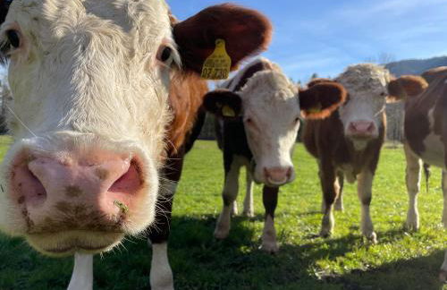 FeWo Rainerweber Sunseitn - Foto 15