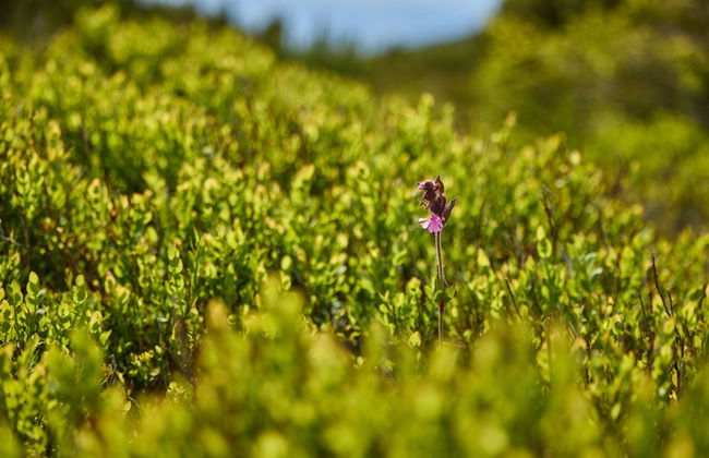 Horní Mísečky - Foto 44