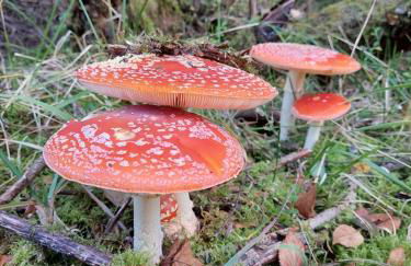 Alt Monjoie - Foto 29