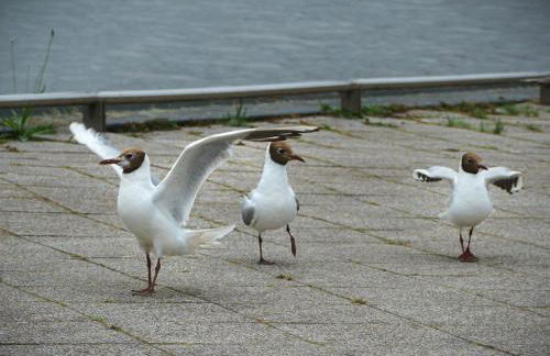 Ferienwohnung Zur Mühle - Foto 38