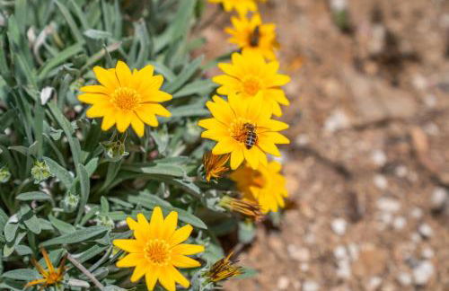 Galazio Suites, Serifos - Foto 40