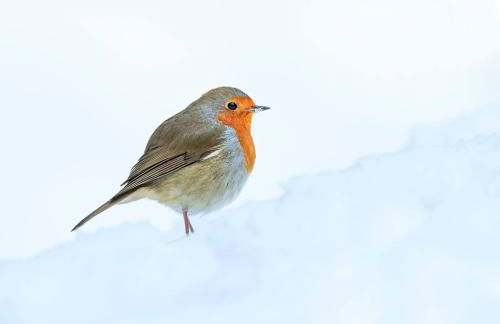 Birch Lodge, Pitlandie - Luxury 2 Bedroom Lodge with Sauna - Photo 32