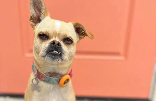 2BD Sashas Bungalow Beach Vibes 1 Block Away - Foto 6