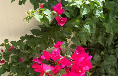 Kalosýni Holiday Home Lefkada - Foto 36