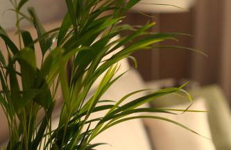 Happywild - Foto 6