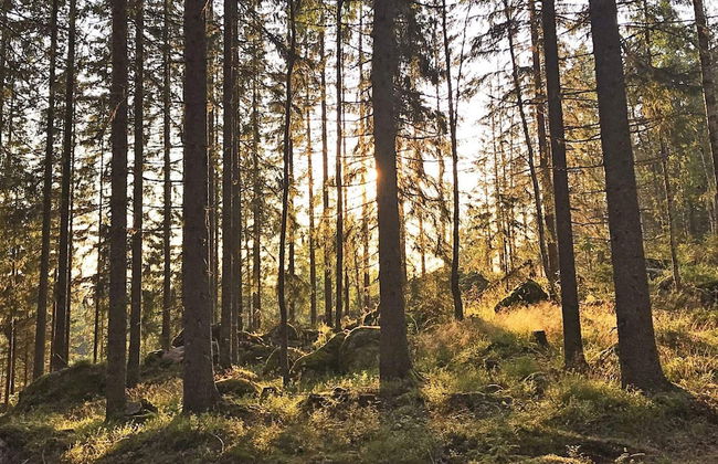 4 Person Holiday Home in Molkom-by Traum - Foto 4