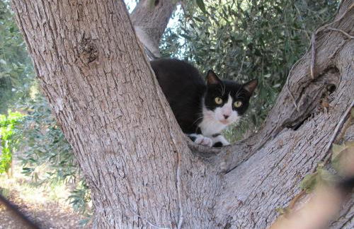 Olive&Sea Villa-OLIVE - Foto 23