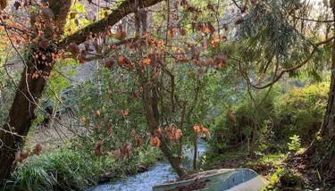 Tresillian Lodge Waterfront, Forest, Hot tub,Sauna - Foto 5