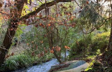 Tresillian Lodge Waterfront, Forest, Hot tub,Sauna - Foto 5