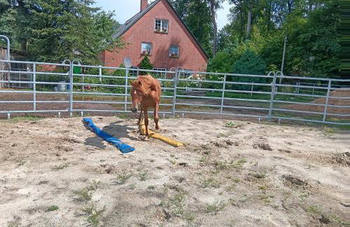 Sonnenscheinhof Alpakas, Ferienwohnung - Photo 27