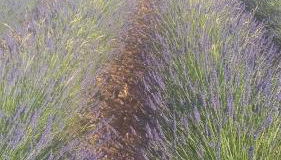 mas de lavande - Photo 2