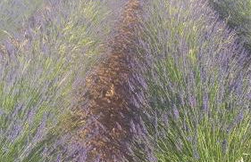 mas de lavande - Foto 2