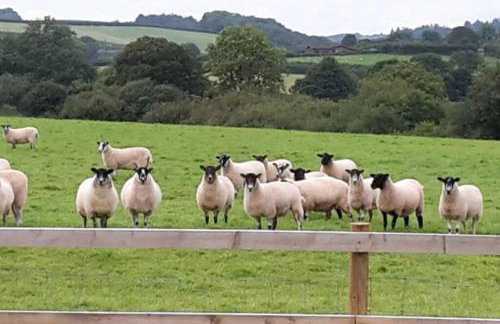 Swift Cottage - Foto 38