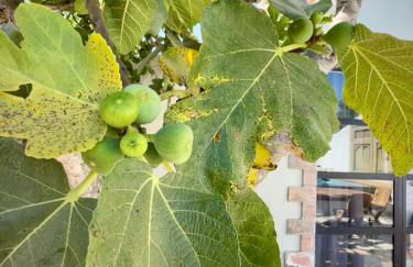 Casa Stardust & cottages - Foto 48