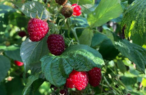 Mazurskie Sioło, Domek Pod Orzechem - Foto 19