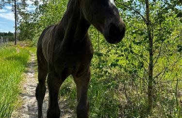 Vigor Horses - Foto 30