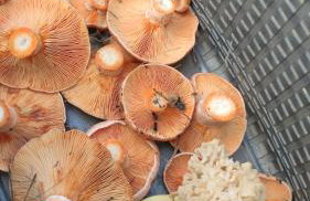 Żurawisko - Domki wśród natury - Foto 51