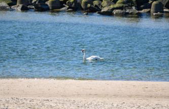 Solaris Golden Blue - Foto 16