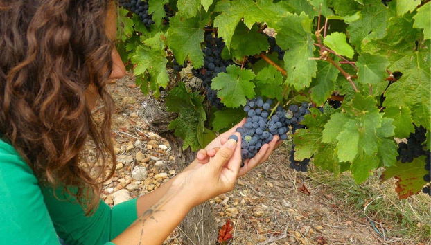 Visitando os vinhedos