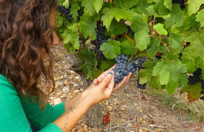 Visita a un vigneto di Saumur - Foto 2