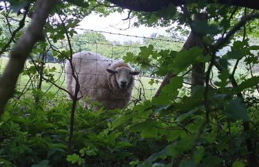 Charming Barn Conversion - Idyllic Rural Retreat- Pet Friendly - Foto 38