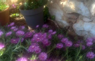 Apartments with parking space Susica, Ugljan - 21618 - Foto 7