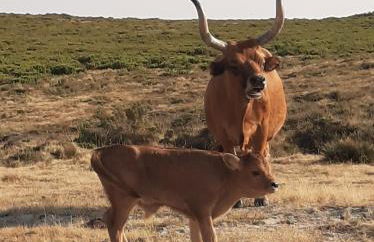 Casa do Loureiro - Apartamento - Foto 23