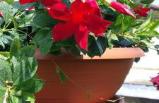 Ca' SVIZZERO - Foto 41