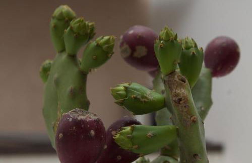 Casa Vacanze 'La Quercia' - Foto 28