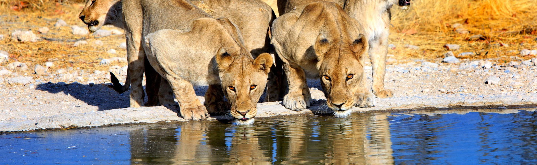 Safari de 8 días por lo mejor de Namibia