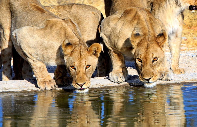 Safari de 8 días por lo mejor de Namibia - Foto 1