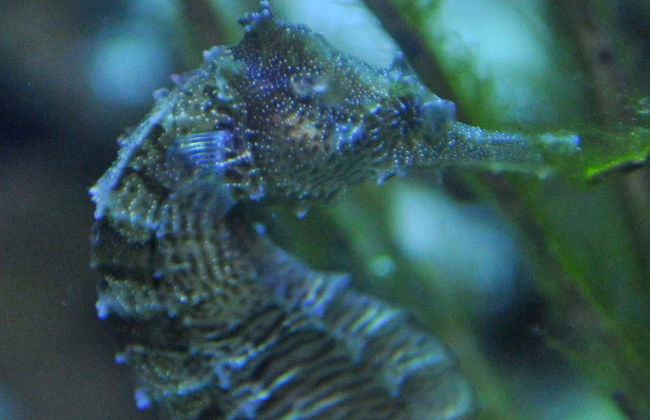 Ingresso do Aquário de Key West - Foto 4