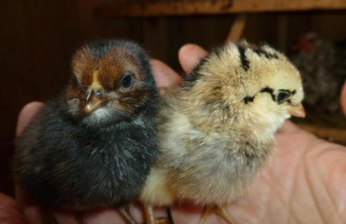 Kellnerhof - Foto 78