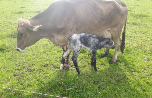 Althuberhof - Photo 27