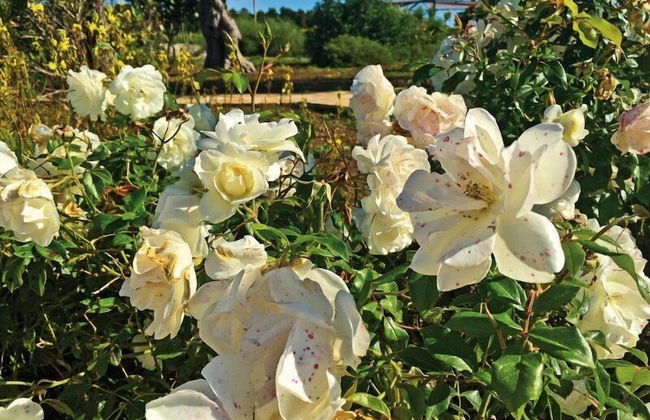 Tenuta Vigna Corallo - Foto 70