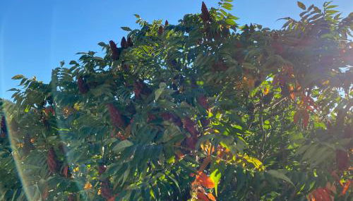 Ferienhaus Sönnchen - Foto 4