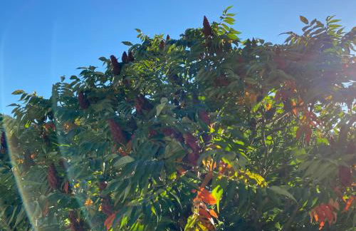 Ferienhaus Sönnchen - Foto 4