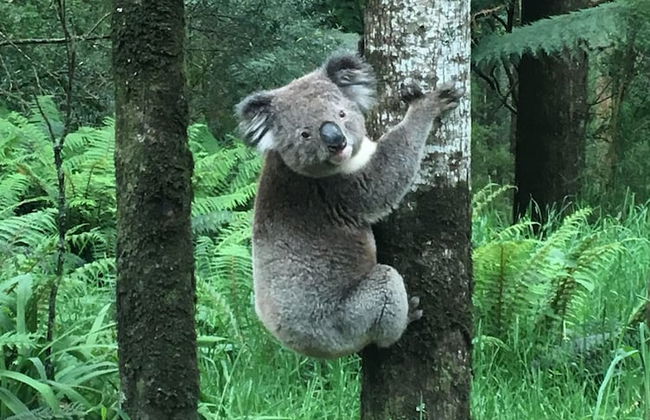 The Source Otways - Foto 29