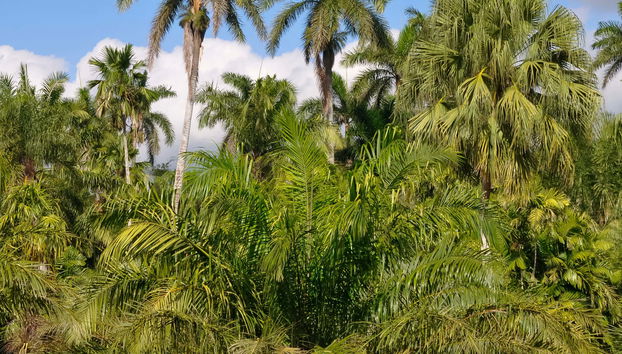 Day Trip to Cienfuegos Botanical Garden - Foto 5