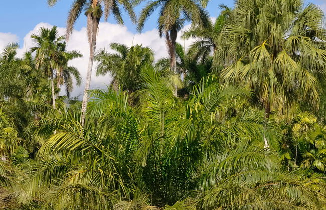 Excursão ao Jardim Botânico de Cienfuegos - Foto 5