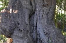 Masseria Ai Pioppi - Foto 54