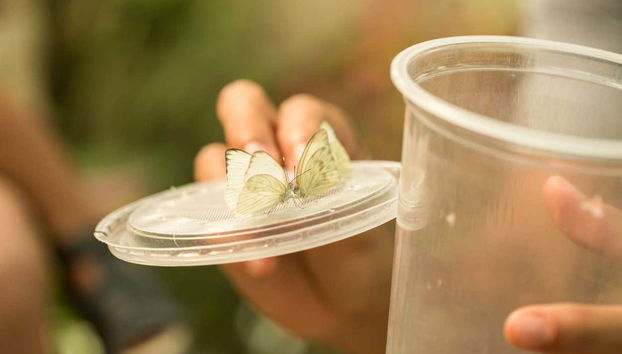 Descubriendo cómo nacen las mariposas