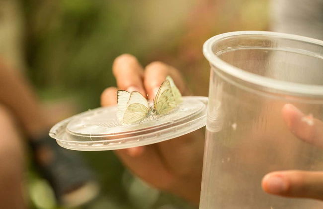 Visita guidata della casa delle farfalle Jardín Mágico - Foto 3