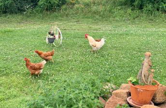Ferienwohnung zur Dexter-Zucht Coswig (Anhalt) - Foto 13